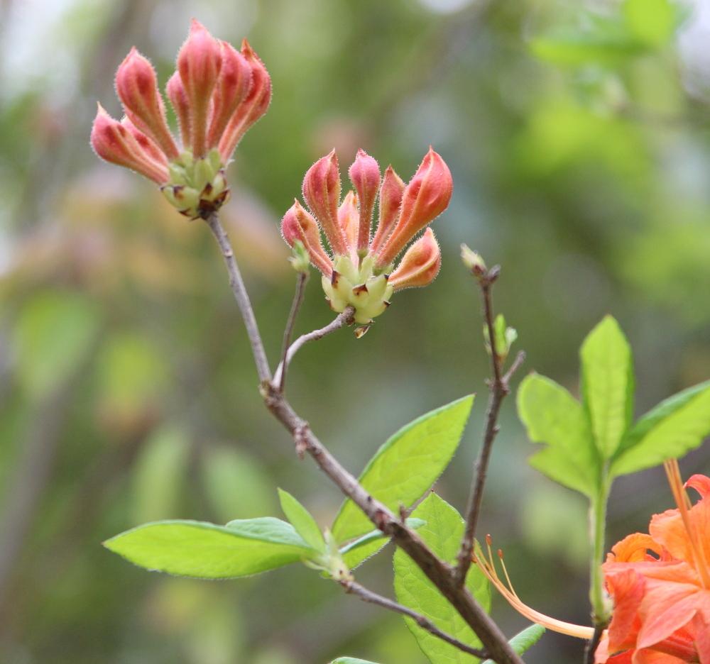 Photo of Flame Azalea (Rhododendron calendulaceum) uploaded by dave