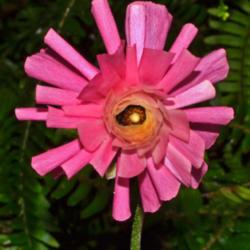 Location: Botanical gardens of the State of Georgia, Athens, Georgia
Date: 2017-03-29
Pink Pinwheel 001