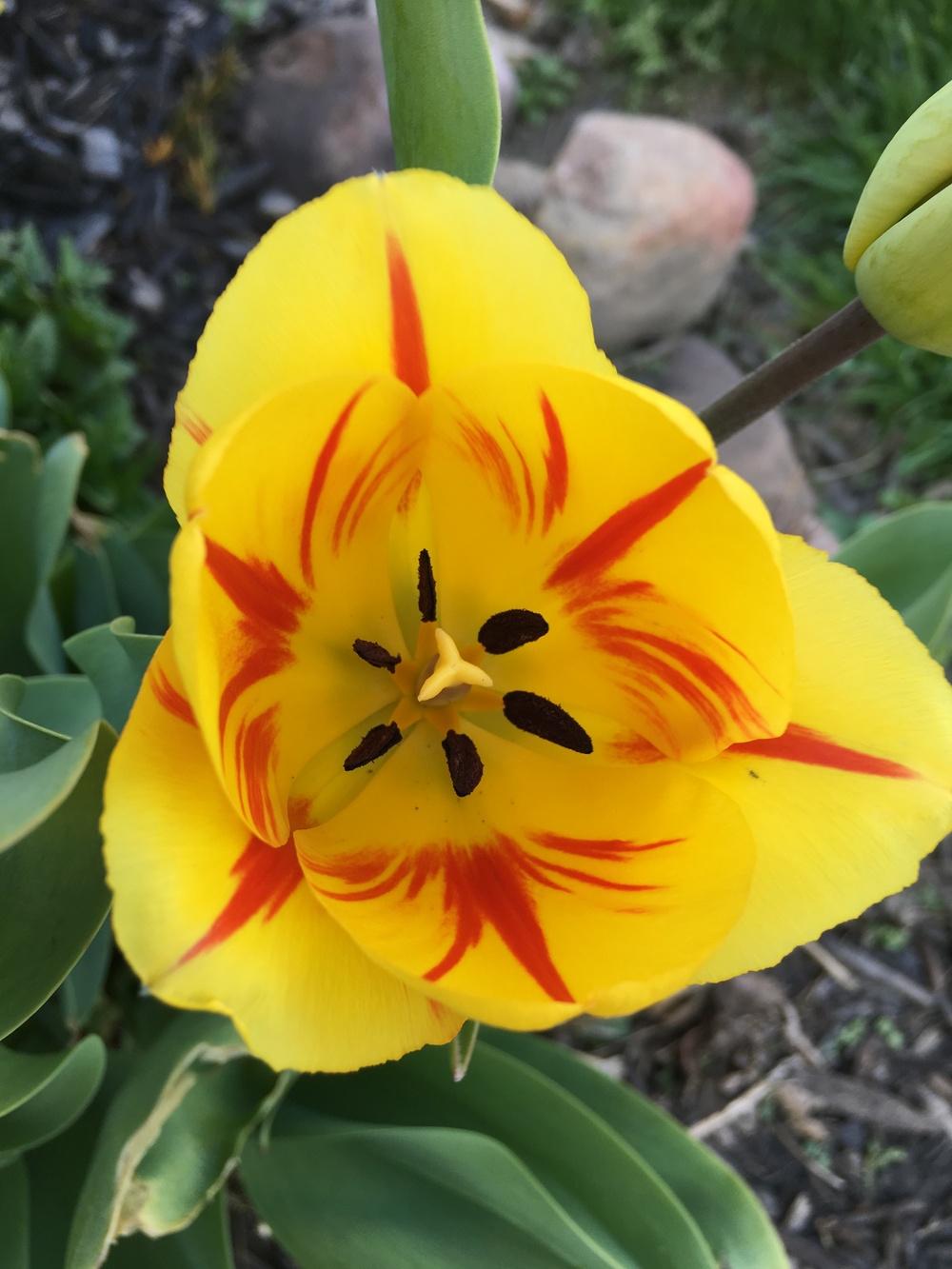 Photo of Tulips (Tulipa) uploaded by Michelezie