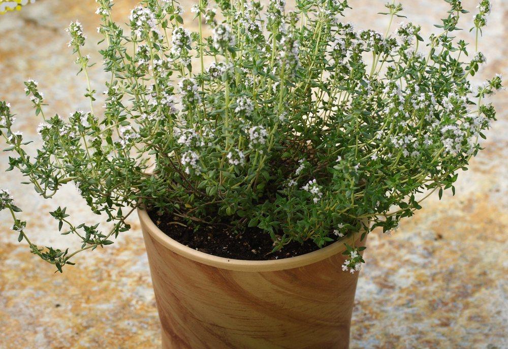Photo of Common Thyme (Thymus vulgaris) uploaded by DianeSeeds