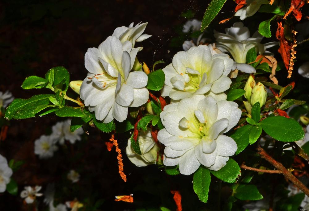 Photo of Rhododendrons (Rhododendron) uploaded by dawiz1753