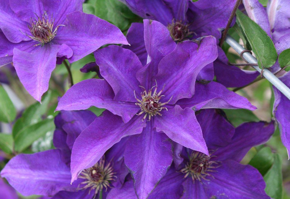 Photo of Clematis 'Elsa Spath' uploaded by DianeSeeds