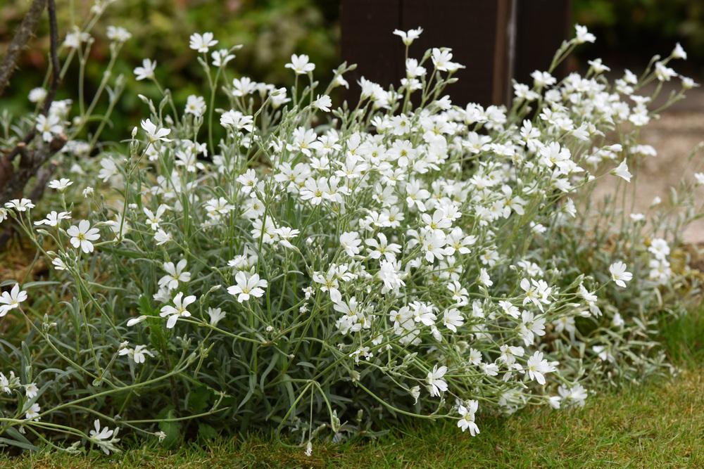 Photo of Snow-in-Summer (Cerastium tomentosum) uploaded by cliftoncat