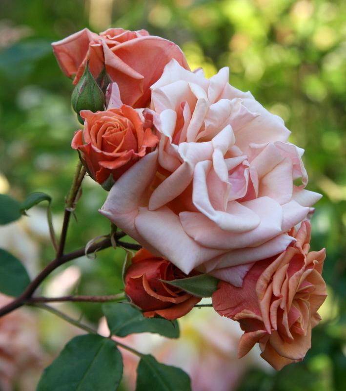 Roses Plant Care and Collection of Varieties