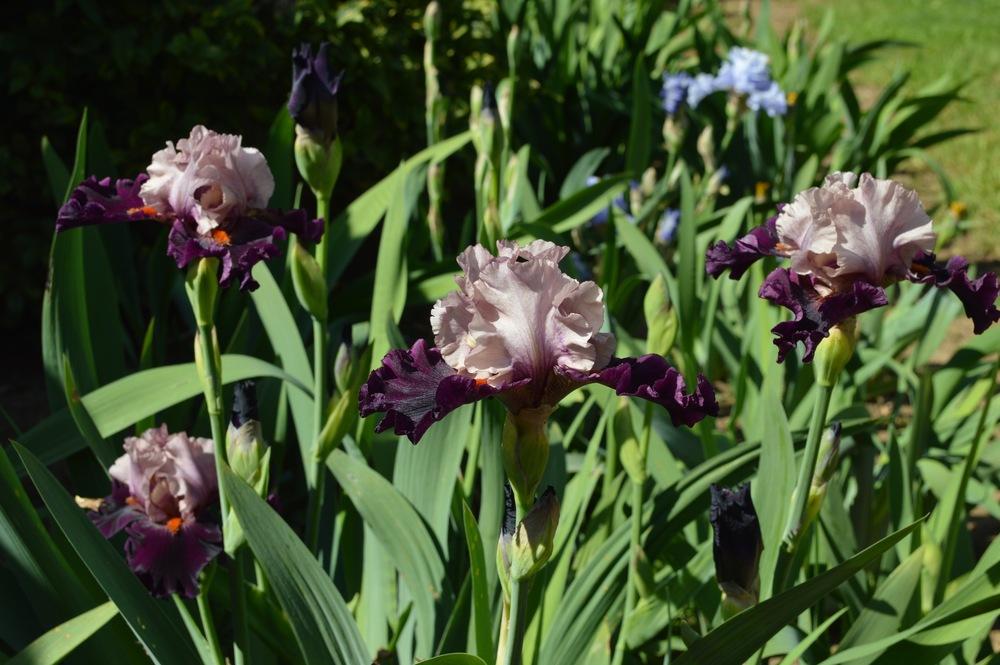 Photo of Tall Bearded Iris (Iris 'Disguise') uploaded by AndreaD