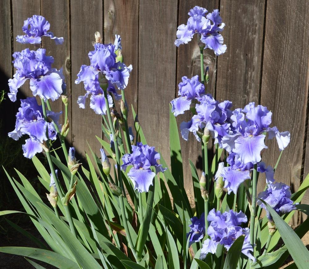 Photo of Tall Bearded Iris (Iris 'Money in Your Pocket') uploaded by AndreaD