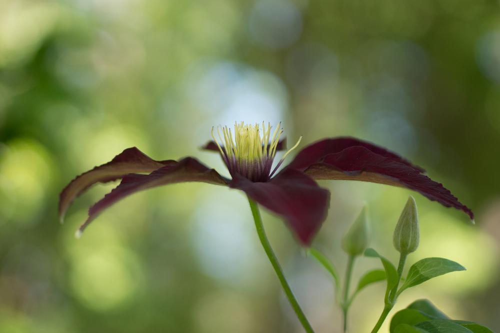 Photo of Clematis uploaded by SandDollarGarden