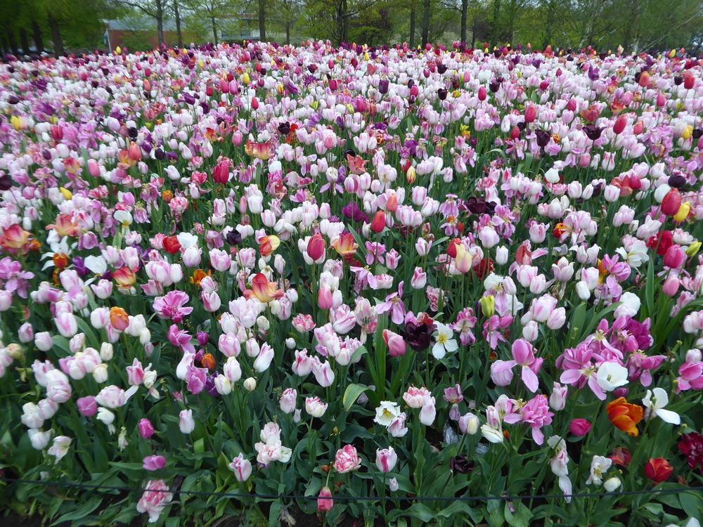 Photo of Tulips (Tulipa) uploaded by mellielong