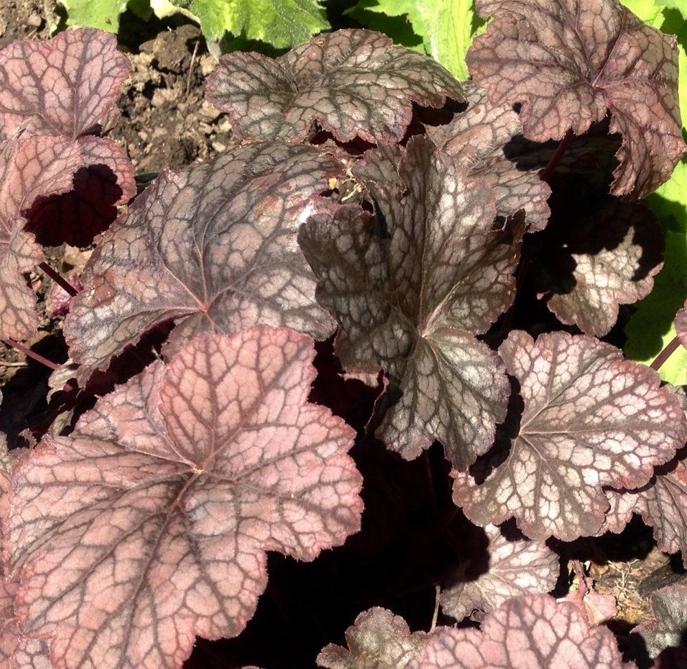 Photo of Coral Bells (Heuchera 'Pewter Veil') uploaded by csandt