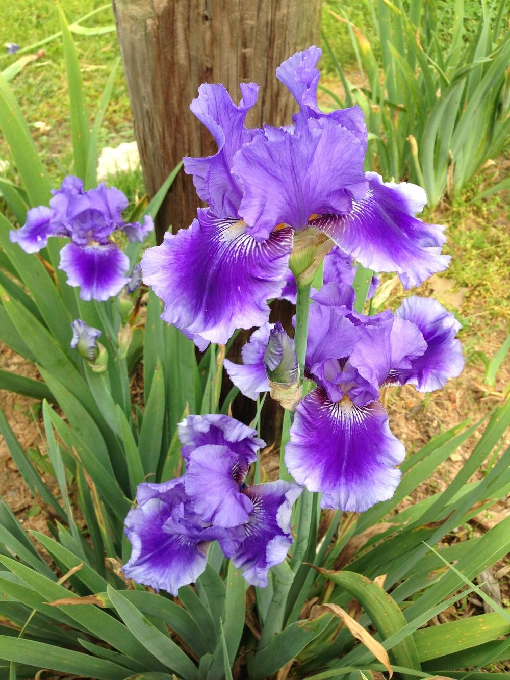 Photo of Tall Bearded Iris (Iris 'Money in Your Pocket') uploaded by Dodecatheon3