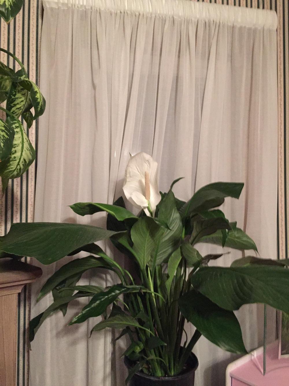 Photo of Peace Lilies (Spathiphyllum) uploaded by Lannie