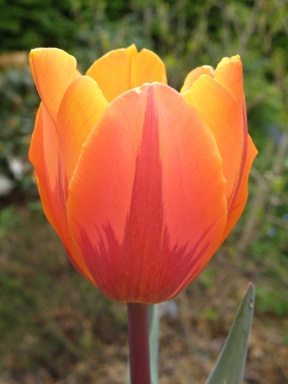 Photo of Triumph Tulip (Tulipa 'Prinses Irene') uploaded by IrisLilli