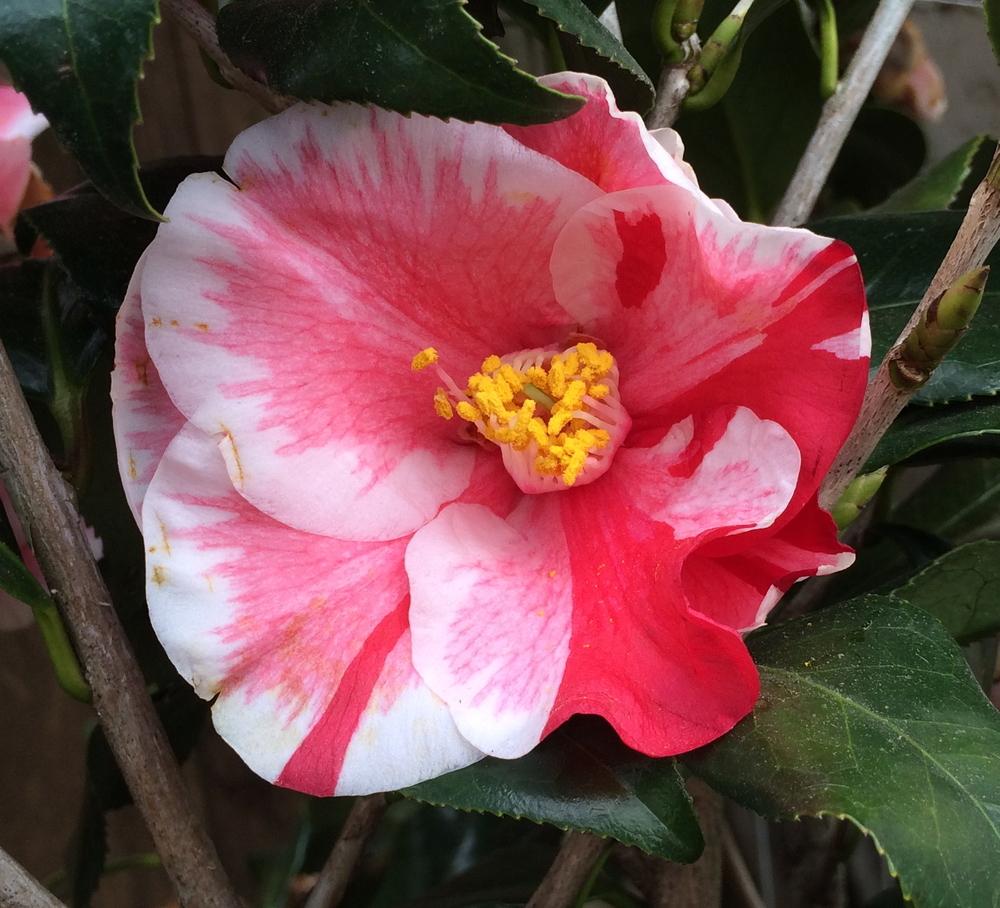 Photo of Japanese Camellia (Camellia japonica 'Lady Vansittart') uploaded by Amazindirt