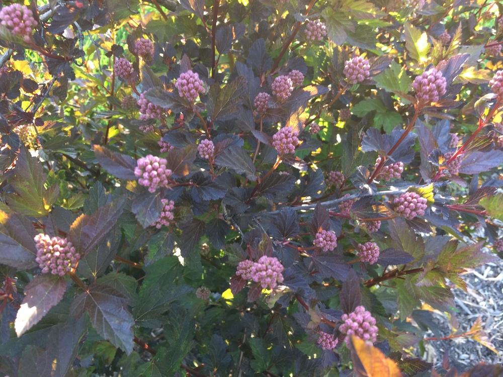 Photo of Ninebarks (Physocarpus) uploaded by nativeplantlover