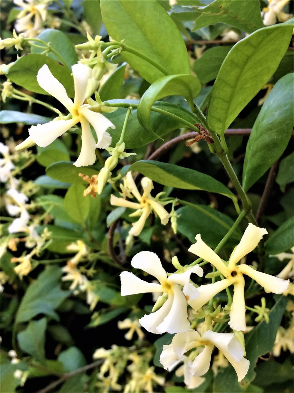 Photo of Star Jasmine (Trachelospermum jasminoides) uploaded by nativeplantlover