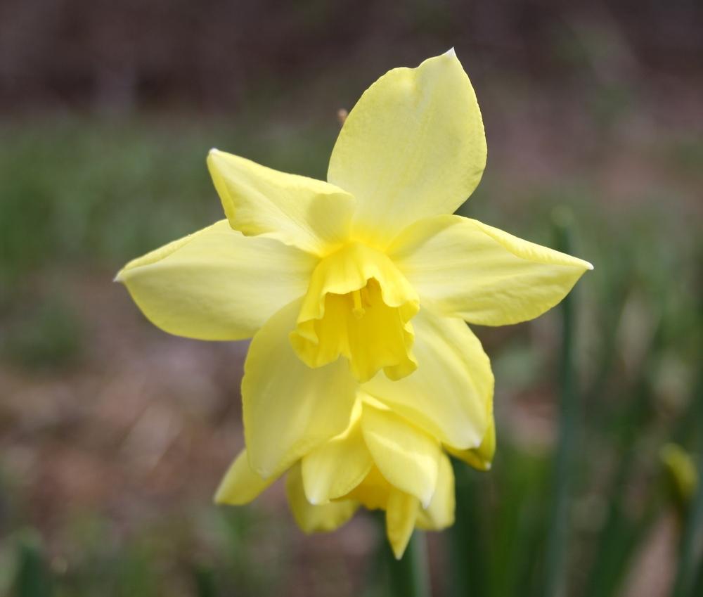 Photo of Miniature Jonquilla Daffodil (Narcissus 'Pipit') uploaded by touchofsky