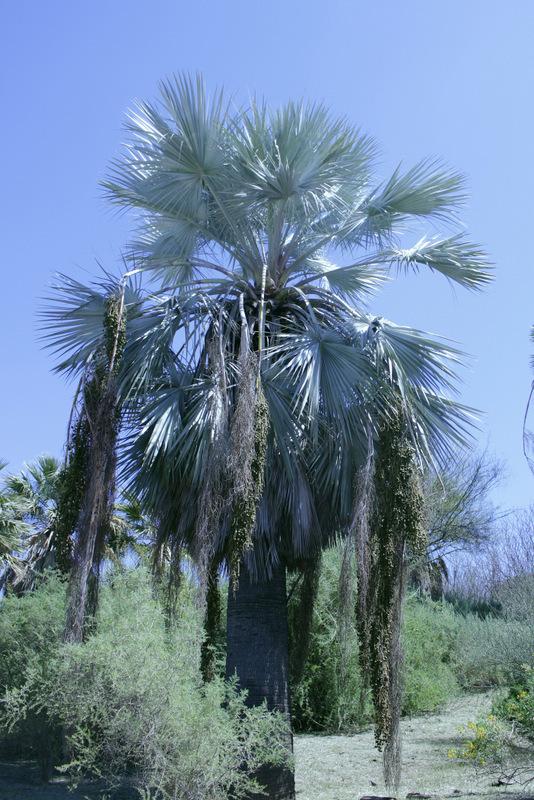 Photo of Mexican Blue Palm (Brahea armata) uploaded by RuuddeBlock