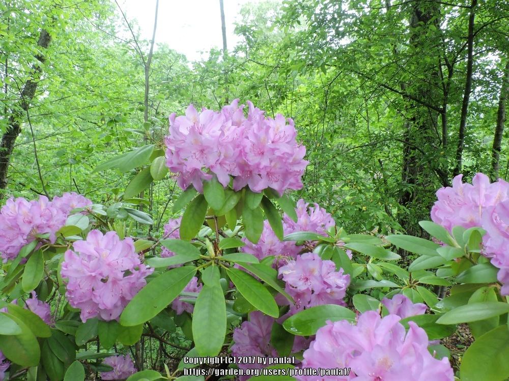 Photo of Rhododendrons (Rhododendron) uploaded by paulaf
