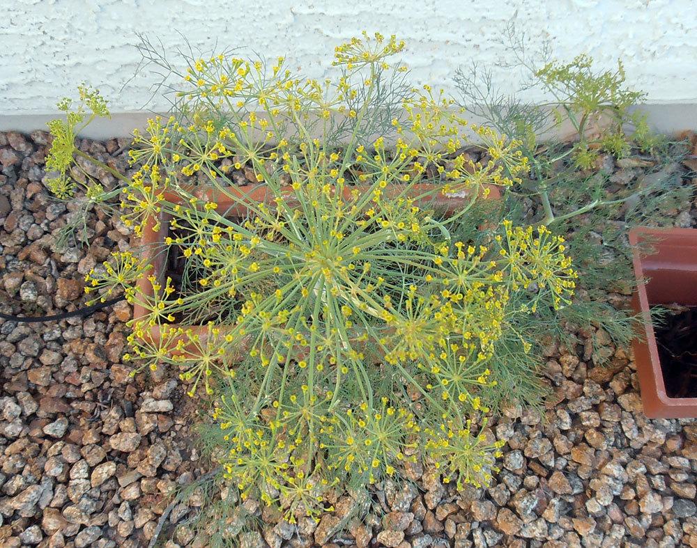 Photo of Dill (Anethum graveolens 'Mammoth') uploaded by LizDTM