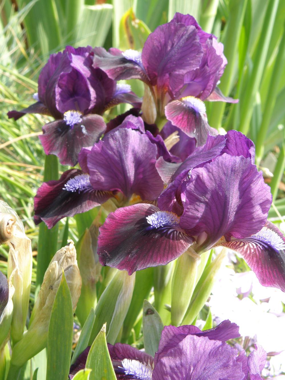 Photo of Standard Dwarf Bearded Iris (Iris 'Dark Vader') uploaded by IrisLilli