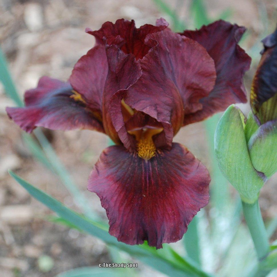 Photo of Intermediate Bearded Iris (Iris 'Red Zinger') uploaded by lovemyhouse