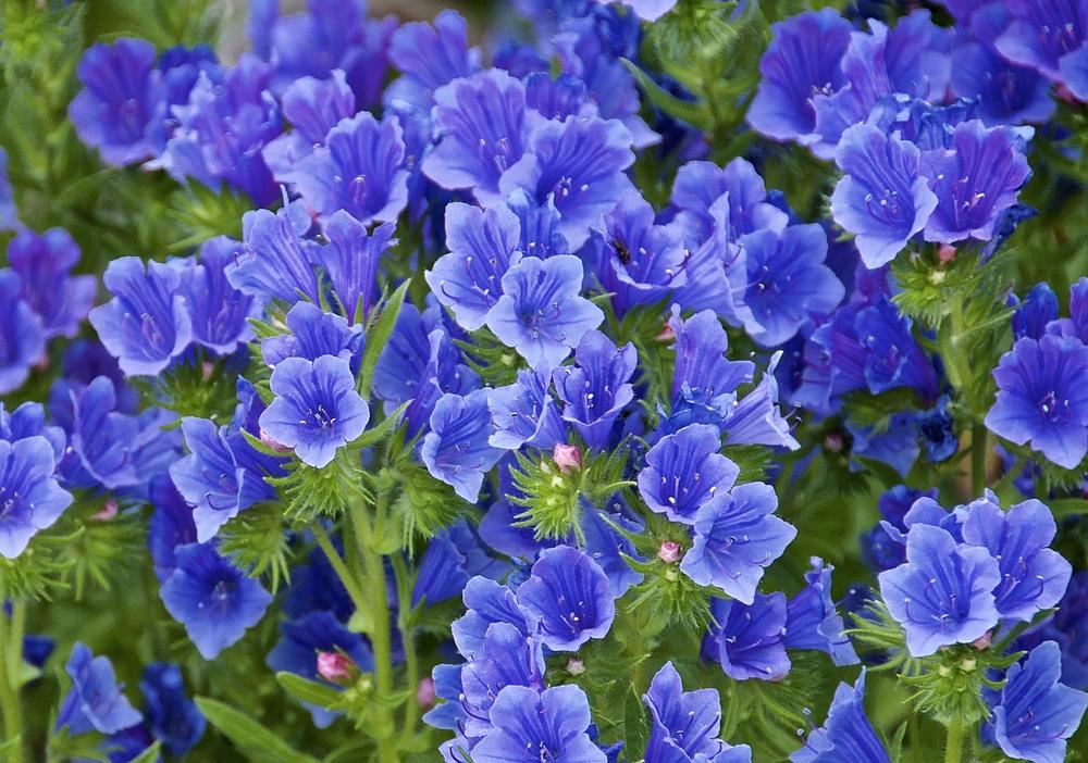 Veronicas Plant Care and Collection of Varieties