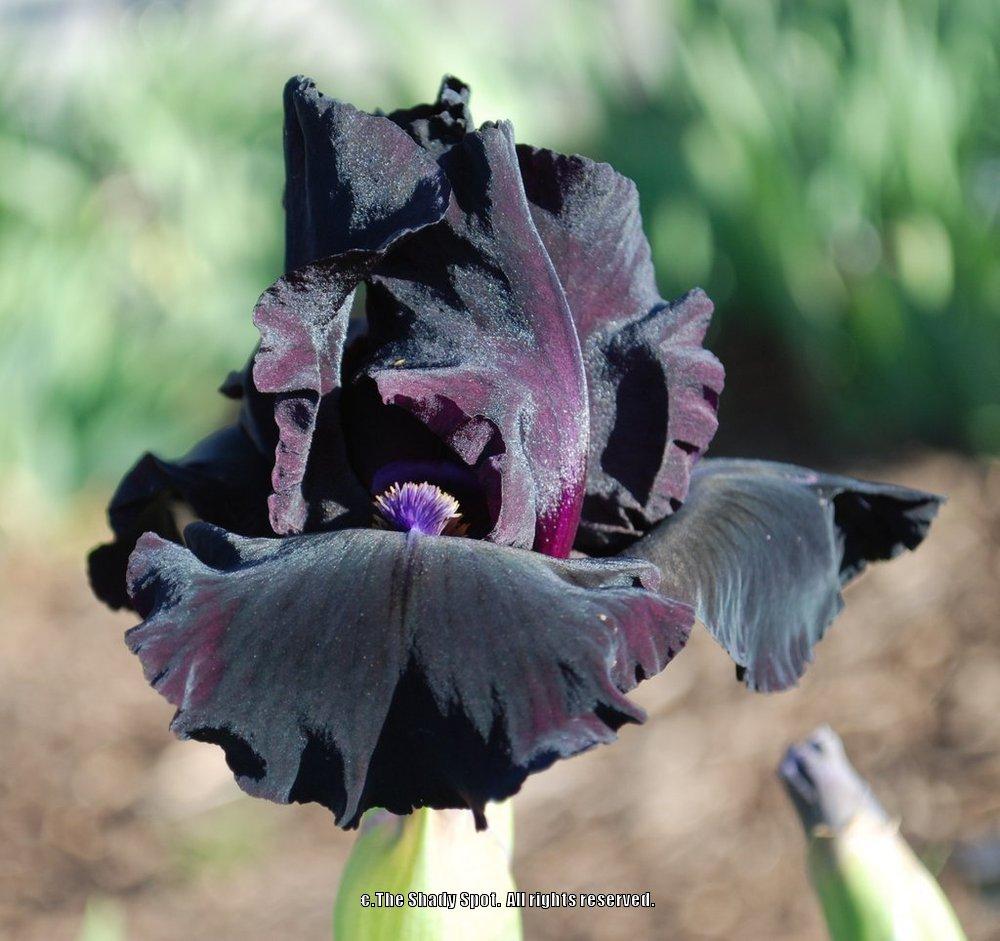 Photo of Intermediate Bearded Iris (Iris 'Midnight Run') uploaded by lovemyhouse
