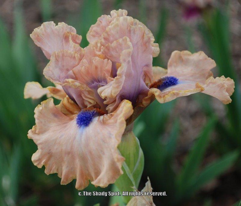 Photo of Intermediate Bearded Iris (Iris 'Bahama Blues') uploaded by lovemyhouse