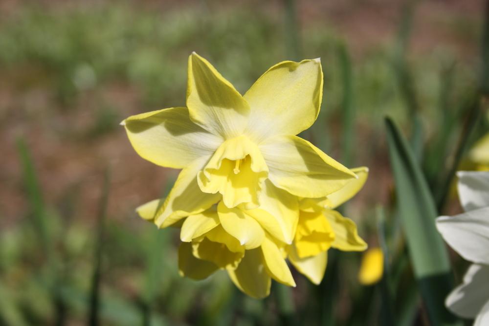 Photo of Miniature Jonquilla Daffodil (Narcissus 'Pipit') uploaded by touchofsky