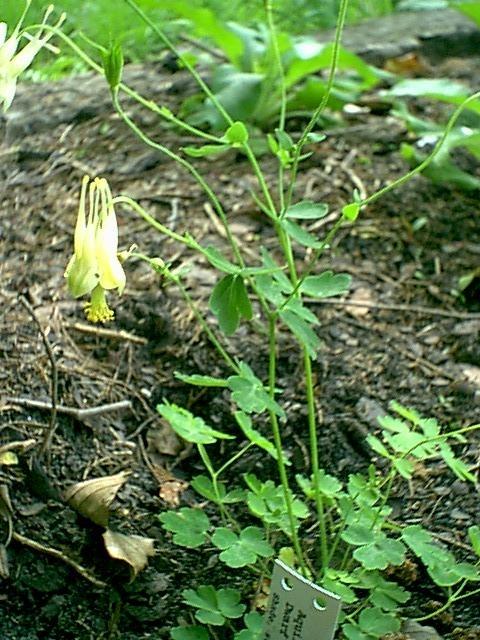 Photo of Dwarf Yellow Columbine (Aquilegia canadensis 'Corbett') uploaded by Amazindirt