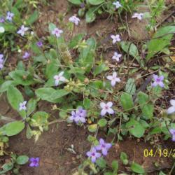 Location: mid-TN
Date: 2008-04-20
growing on my property near my cedar glade