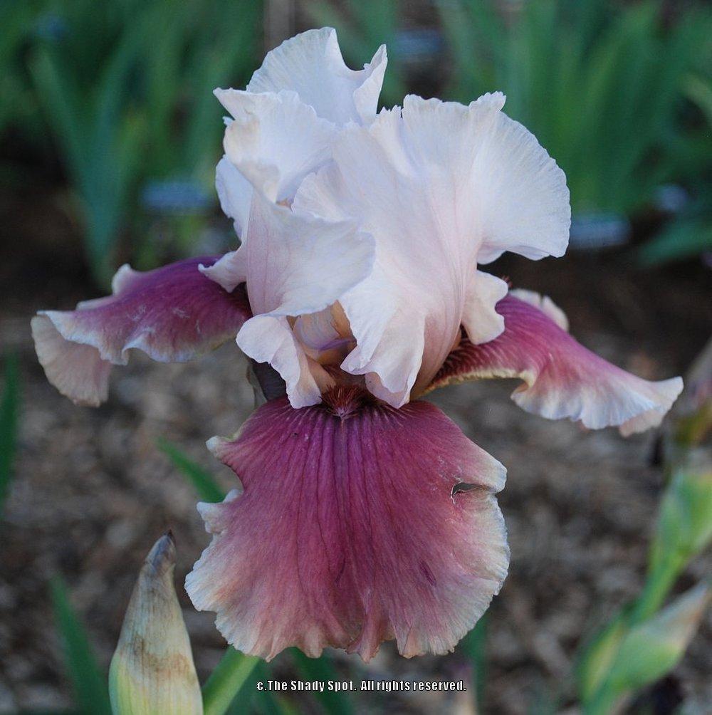 Photo of Tall Bearded Iris (Iris 'Oh Carol') uploaded by lovemyhouse