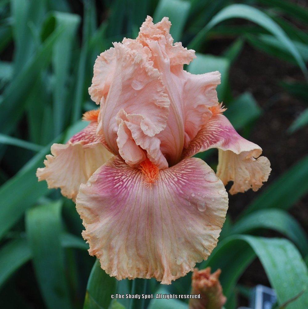 Photo of Tall Bearded Iris (Iris 'Augustine') uploaded by lovemyhouse