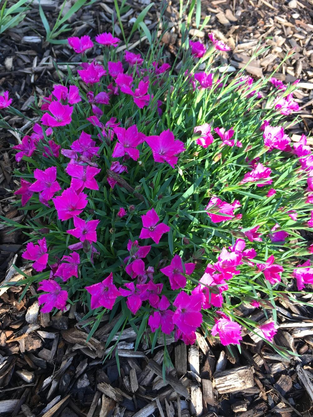 Photo of Dianthus uploaded by jkaufman84