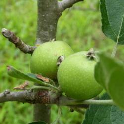 Location: Northeastern, Texas
Date: 2017-05-22
unripe apples