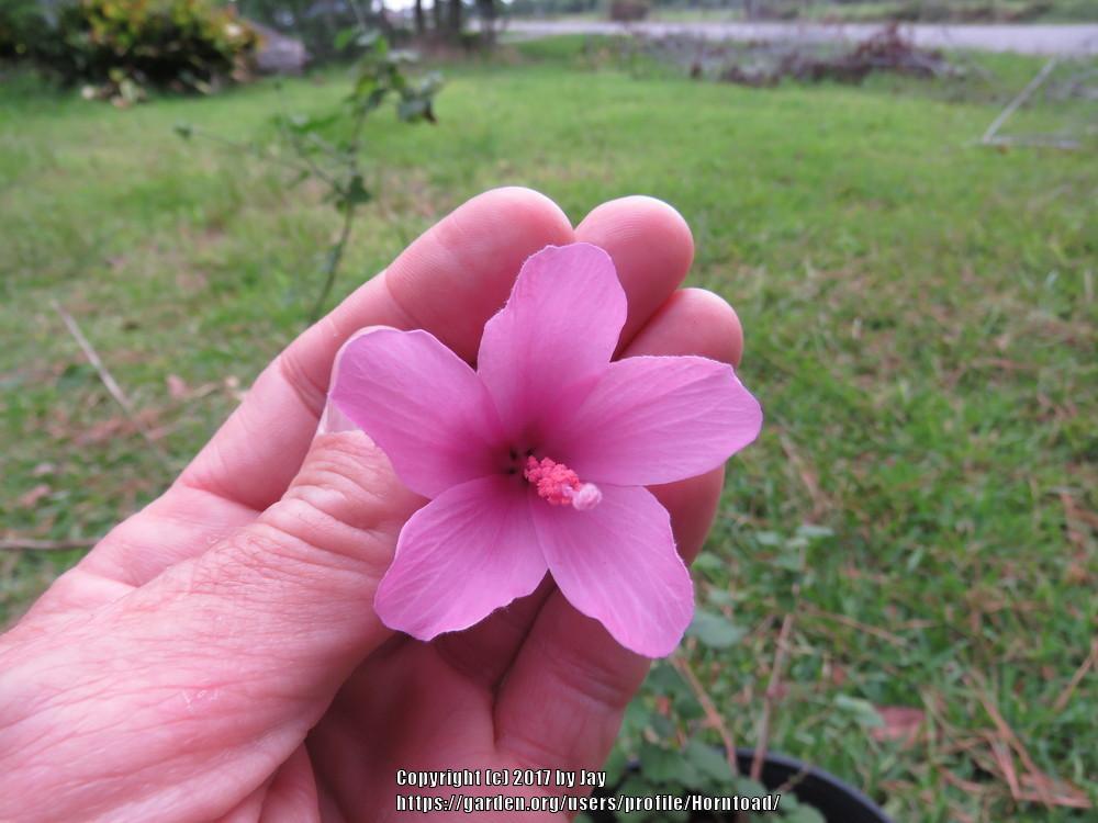 Photo of Wild Hibiscus (Hibiscus pedunculatus) uploaded by Horntoad
