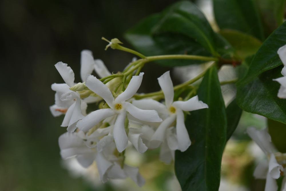 Photo of Star Jasmine (Trachelospermum jasminoides) uploaded by cliftoncat