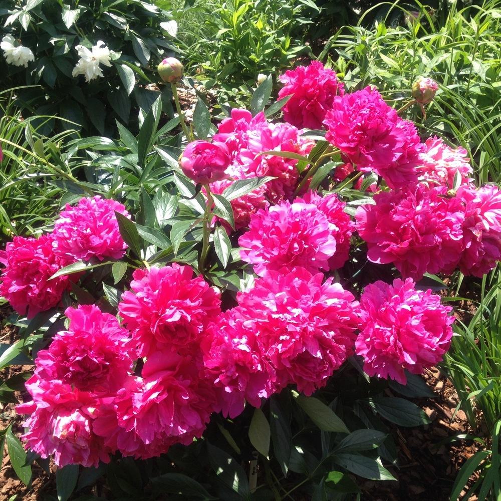Photo of Chinese Peony (Paeonia lactiflora 'Felix Supreme') uploaded by csandt
