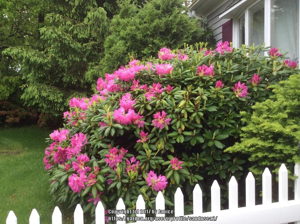 Photo of Rhododendrons (Rhododendron) uploaded by sandnsea2