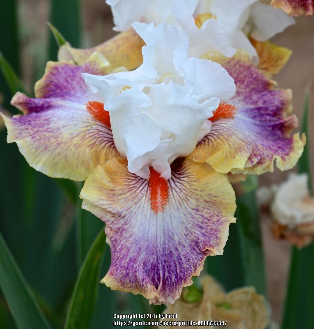 Photo of Tall Bearded Iris (Iris 'Colours of the Wind') uploaded by ARUBA1334