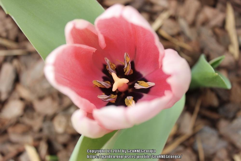 Photo of Tulips (Tulipa) uploaded by GenXNEGeorgia