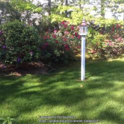 Location: my garden zone 7A Cape Cod, MA
Date: 2017-06-03
Back yard