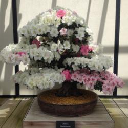 Location: Longwood Gardens, Kennett Square, Pennsylvania
Date: 2017-06-01
A member of Longwood's Bonsai collection