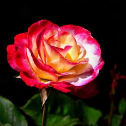 Location: Fellows Riverside Gardens, Youngstown, Ohio
Date: 2017-06-01
Double Delight Rose 004