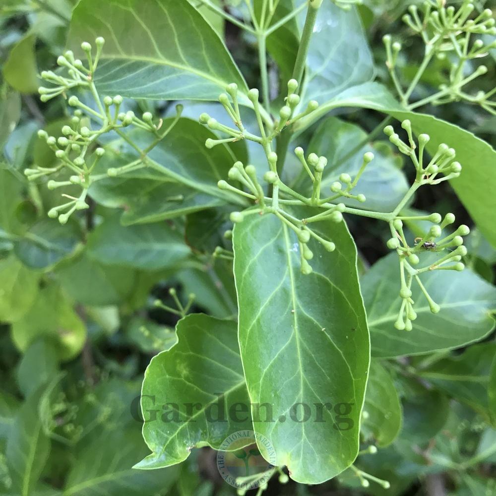 Photo of Winter Creeper (Euonymus fortunei) uploaded by Patty