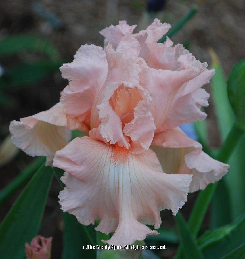 Photo of Tall Bearded Iris (Iris 'Happenstance') uploaded by lovemyhouse
