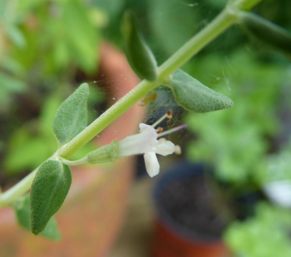 Thymes Plant Care and Collection of Varieties