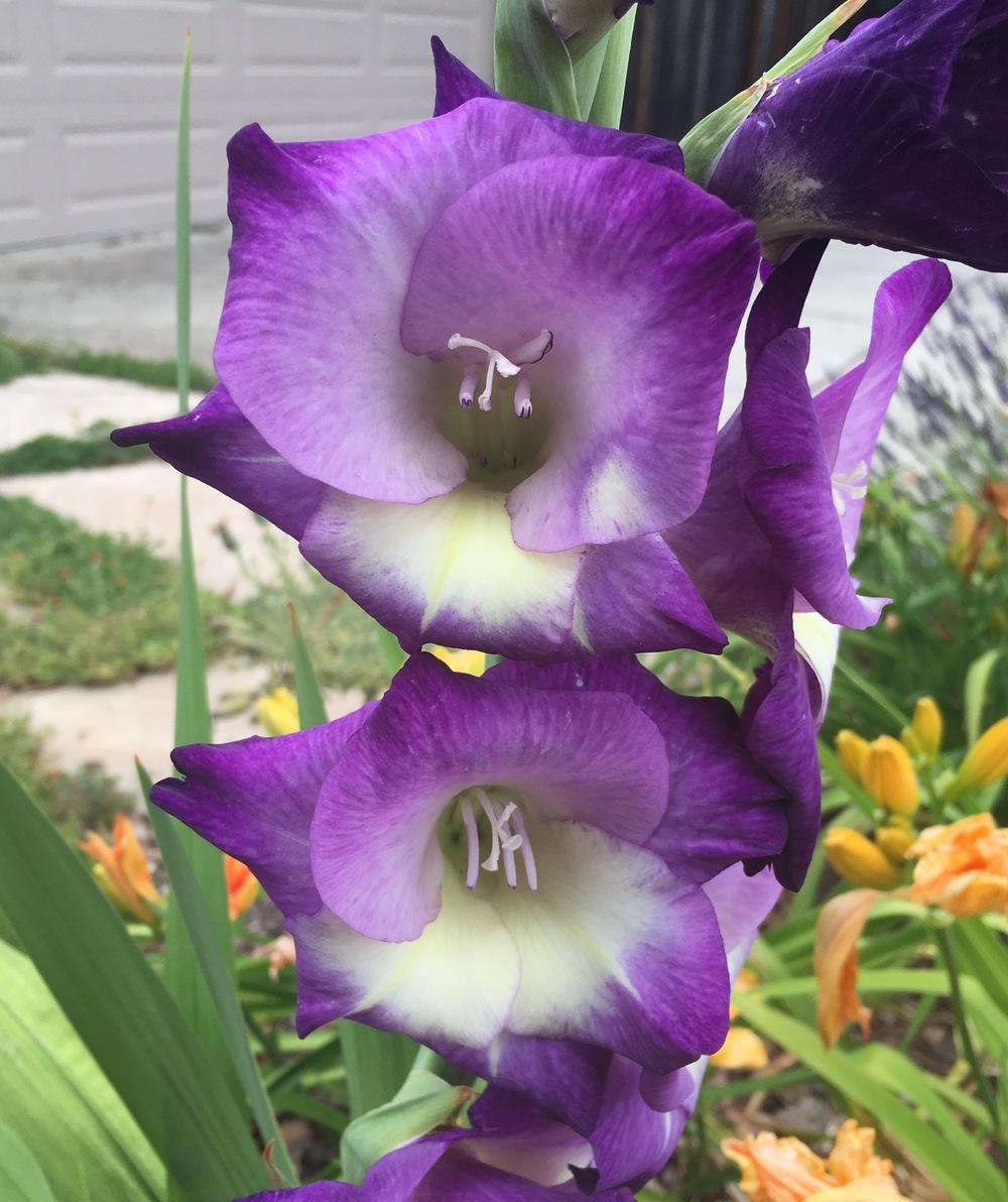 Gladiolus Plant Care and Collection of Varieties