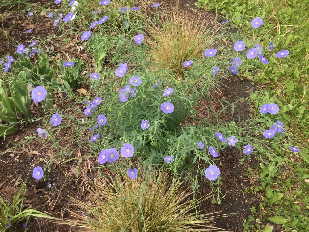 Photo of Blue Flax (Linum perenne) uploaded by DebbieC