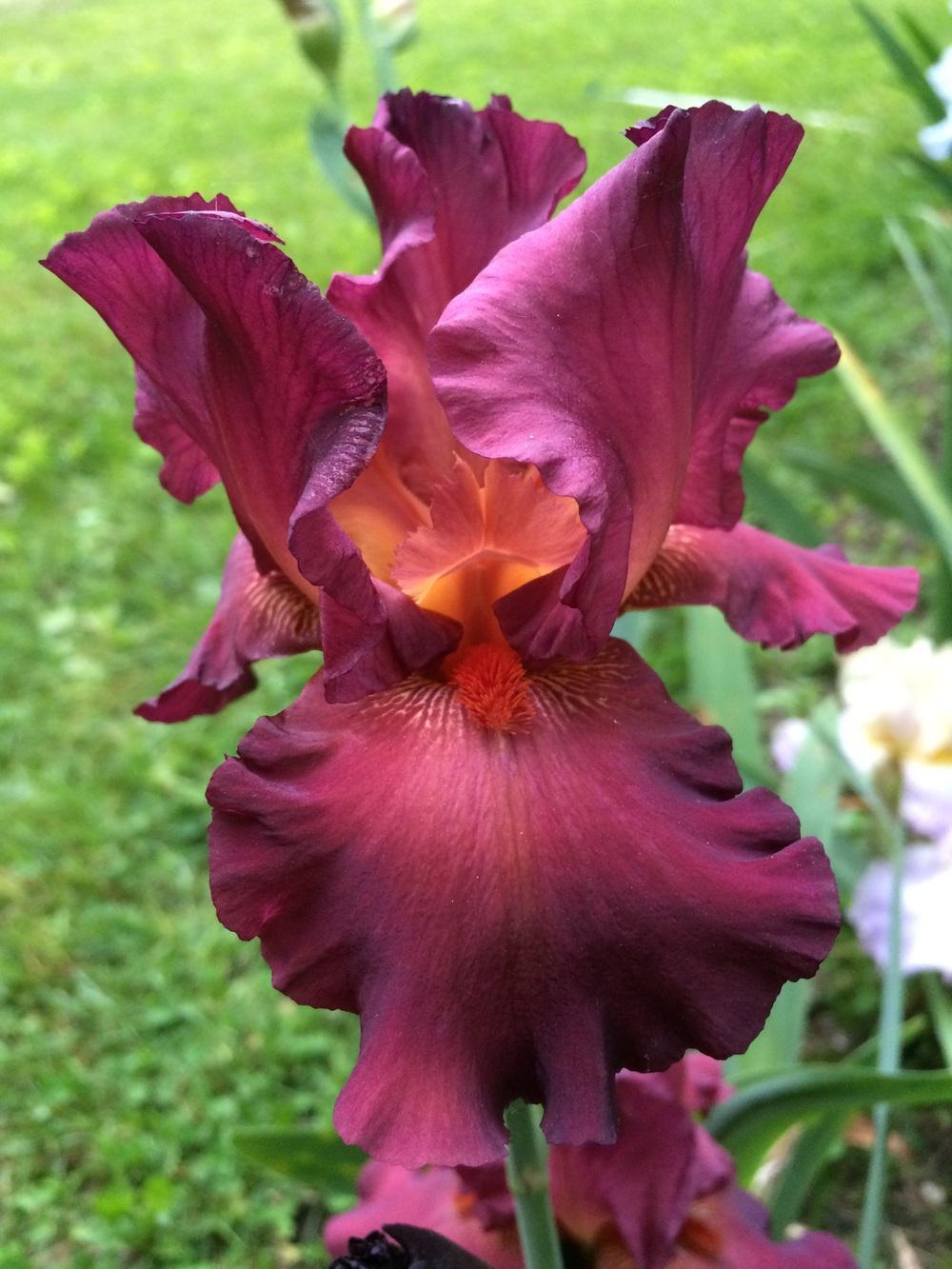 Photo of Tall Bearded Iris (Iris 'Lady Friend') uploaded by Lbsmitty
